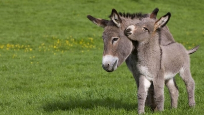 Осел дикий (Equus asinus): фото, виды, интересные факты